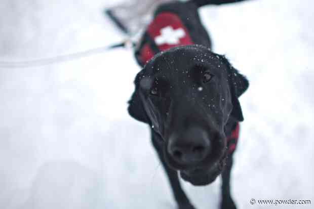 Avalanche Rescue Dog Enjoys Utah's First Snow Day Of The Season