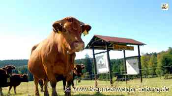 Erfolgsgeschichte: Warum die Forst-Farm ein Arche-Park ist