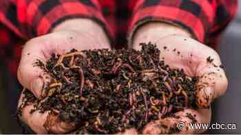 Breaking down the myths around decomposer creatures