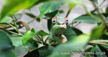 AD FEATURE: Animal lovers can find great deals on supplies at 4Pets