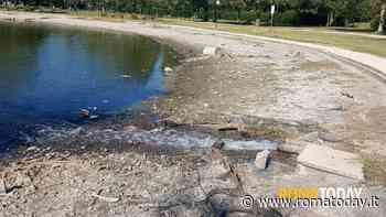 Nel laghetto di Tor di Quinto torna l'acqua. Salvi pesci e tartarughe