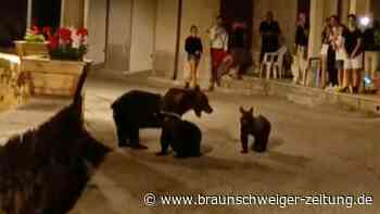 Italien: Bär bricht Hotelküche ein und erschreckt Kinder