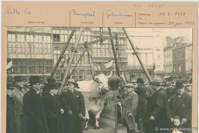 De Vetten Os is weer terug, maar nu met mensen op de weegschaal. “Later komt er ook een plein”