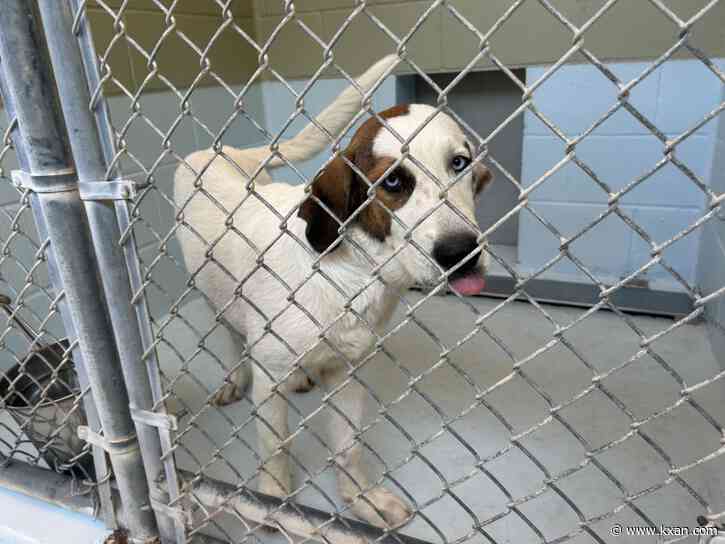 Dozens of Bastrop dogs saved days before renovations could have led to euthanasia