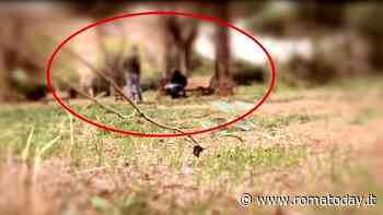 Spaccio accanto alle famiglie all’interno di un parco: in manette un 23enne