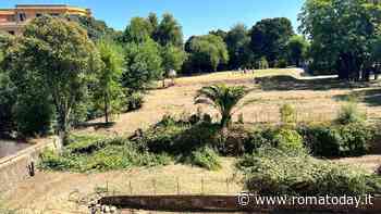 Alberi abbattuti in un'area vincolata per fare un parcheggio per la Sapienza