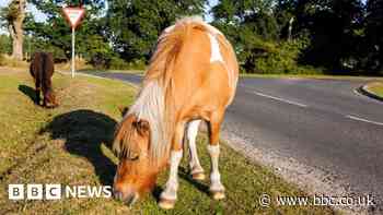 New Forest mare killed two days after foal on same road
