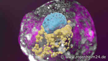 Forschende züchten menschlichen Embryo ohne Spermien und Eizellen