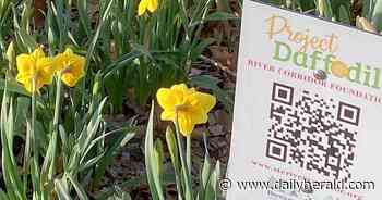 Give a hand to help Project Daffodil bloom again