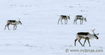 Biden Administration Expected to Cancel Drilling Leases in Alaskan Wildlife Refuge