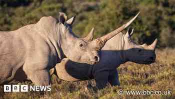 Conservationist group African Parks to free 2,000 rhinos from South Africa farm