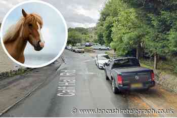 Fire service rescue horse from ditch in Barnoldswick