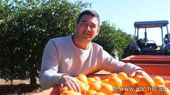 Orange industry in Australia shrinking to the point of collapse as short-term contracts, lower prices hit growers
