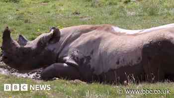 Animals aim to beat the heat during warm spell