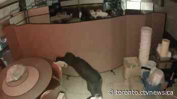 Watch suspects setting Richmond Hill businesses on fire in brazen arson video