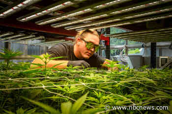 Tribe could soon be the first to bring recreational marijuana to North Carolina