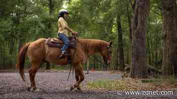How horses can inform the future of robot-human interaction
