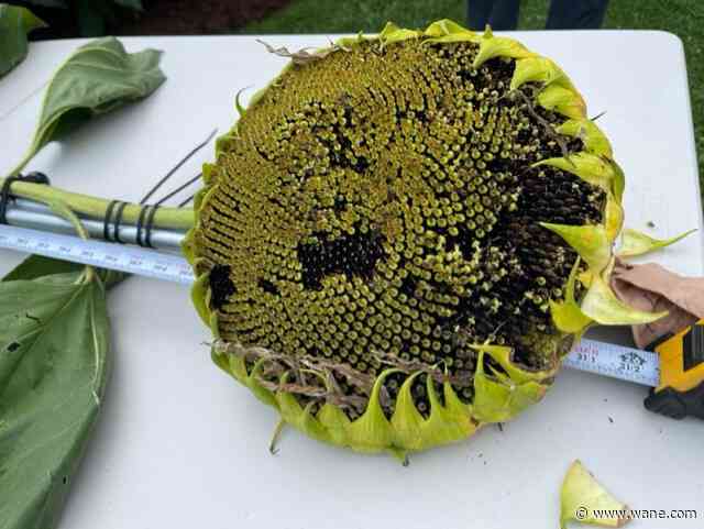 Fort Wayne gardener rewrites US record books again for growing tallest sunflower