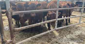 Calf prices in Alberta hit record high amid drought conditions