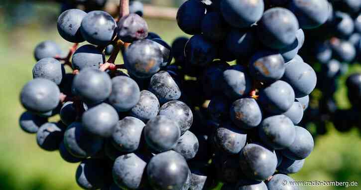 Weinlese in Franken beginnt offiziell