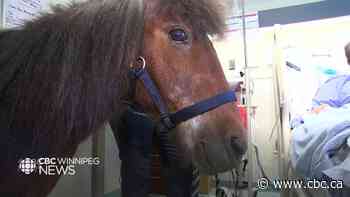 Miniature horses boost spirits at Winnipeg community hospital