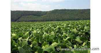 Triplica o número de produtores que colheram mais de 100 sacas de soja com Plataforma Intacta2 Xtend®