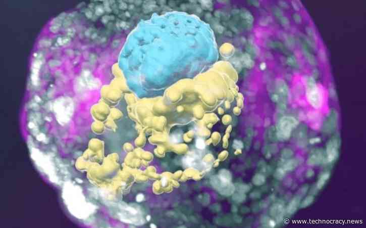 Scientists Grow Human Embryo Without Sperm, Egg or Womb