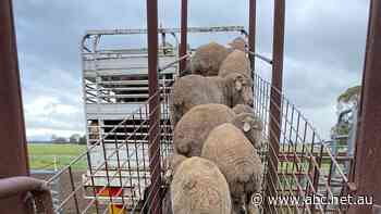 Sheep prices crash as farmers sell their poorest stock for as little as $1