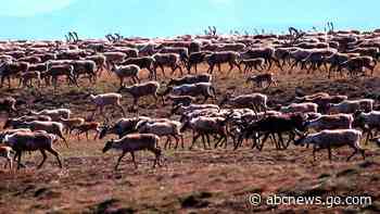 Biden administration cancels remaining oil and gas leases in Alaska's Arctic Refuge
