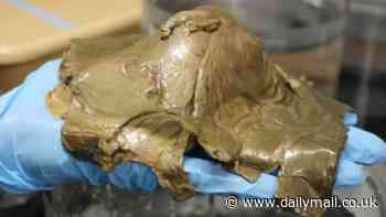 A mysterious deep-sea creature that no human has EVER seen may have laid the 'golden egg' that was discovered on the sea bed two miles underwater off the coast of Alaska, experts claim