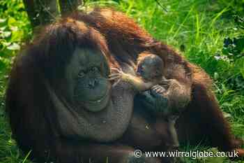 Chester Zoo celebrates birth of adorable rare orangutan