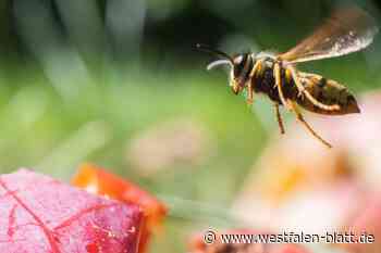 Nur wenige Wespen in OWL unterwegs