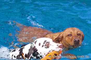 Freibad Rahden: Hundeschwimmen zum Abschluss