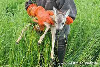 Halle: Kitze retten und Waschbären jagen