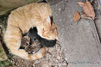 Ausgesetzt? Katzenmutter mit fünf Babys aus Kellerschacht gerettet