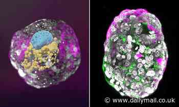 Scientists grow artificial embryo model without using sperm, an egg or a WOMB in world-first - and it tested positive on a pregnancy test