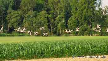 Invasion der Graugänse an Gewässern im Landkreis Ebersberg