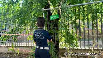 Il pasticcio della Sapienza: gli alberi sono stati abbattuti senza permesso. E il municipio blocca tutto