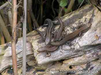 Nature Notes: Lizard watching on my holiday