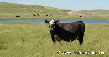 Will you capitalize on increasing cow value?