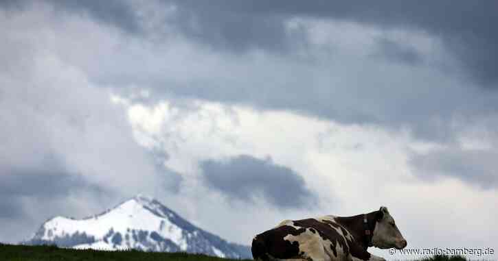 Mann stößt auf Sommerrodelbahn im Allgäu gegen Kuh