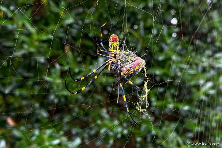 Spiders everywhere! How tree diversity could lead to more critters; save biodiversity