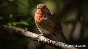 How to Fix Bad Lighting in Lightroom