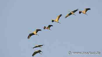 Zugvögel beobachten: Welche Arten im September in Richtung Süden fliegen