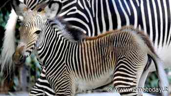 È nata una nuova zebra Grevy al Bioparco
