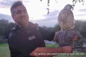 Police officer rescues escaped falcon in Oswaldtwistle