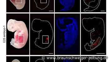 Menschliches Nierengewebe wächst in Schweineembryos heran