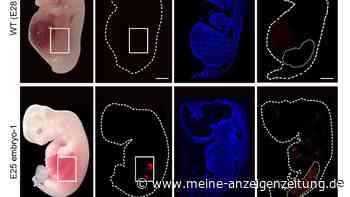 Menschliches Nierengewebe wächst in Schweineembryos heran