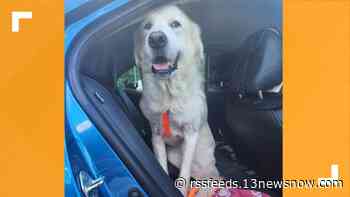 Foster dog that rescued family from Portsmouth houseboat fire finds his fur-ever home