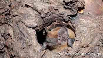 Eine wichtige Zeit für Fledermäuse - Nahrungssuche und Paarungszeit vor dem Winterschlaf
